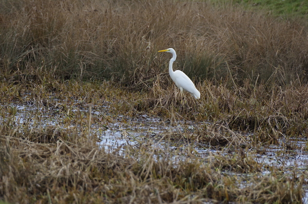 EGRET