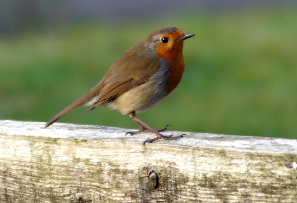 Garden Robin