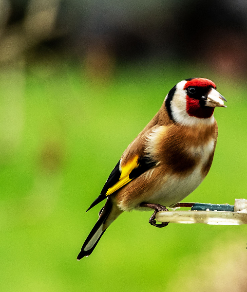 Goldfinch