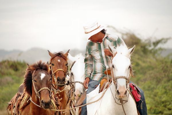 Horses