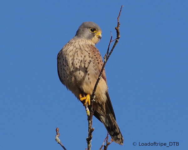 Kestrel, small bird of prey in the UK.