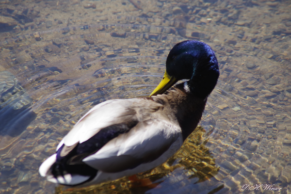 Mallard Colour Change