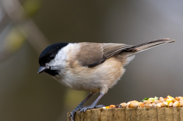 Marsh Tit?