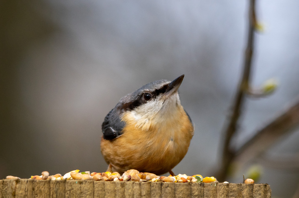 Nuthatch