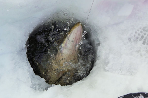 Pike from the 'Ice-Hole'
