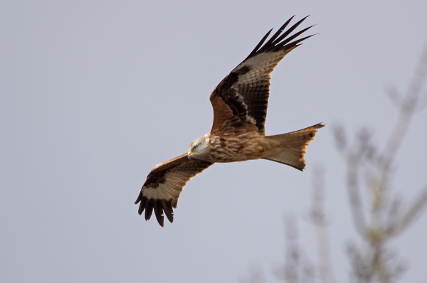 Red Kite