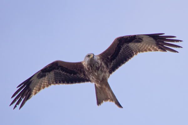 Red Kite