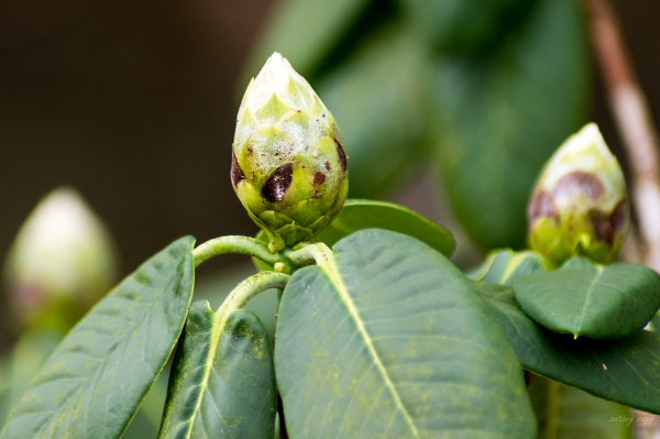 Rhodo bud
