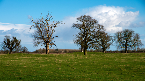 Tree Line
