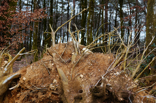 Uprooted