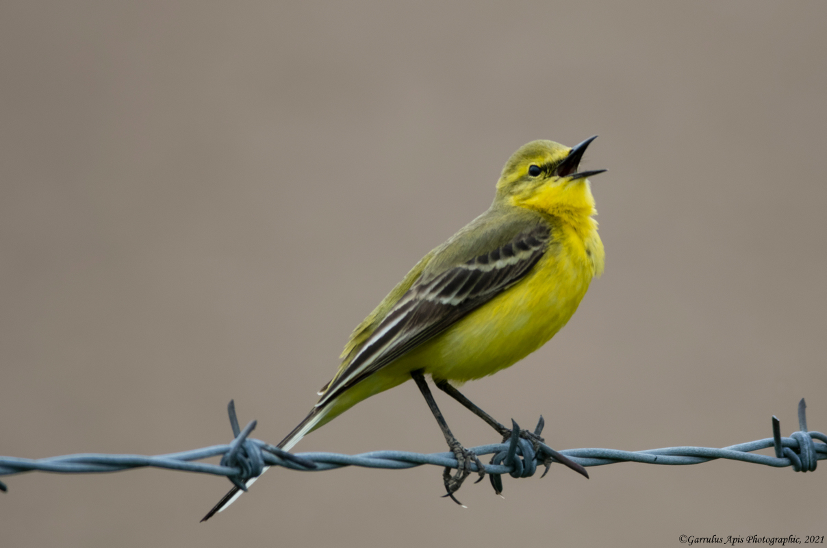 Donovan's "Mellow yellow' Wagtail...