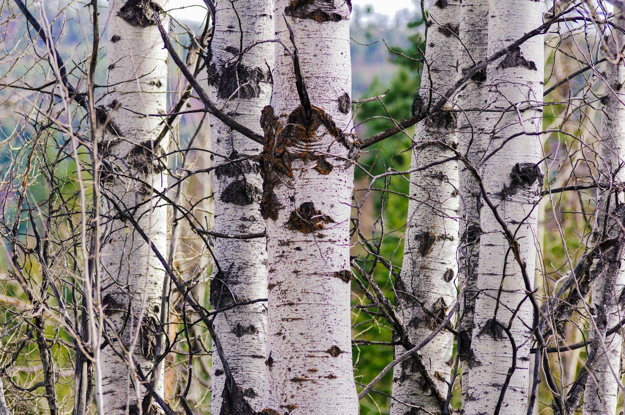 Over photographed trees