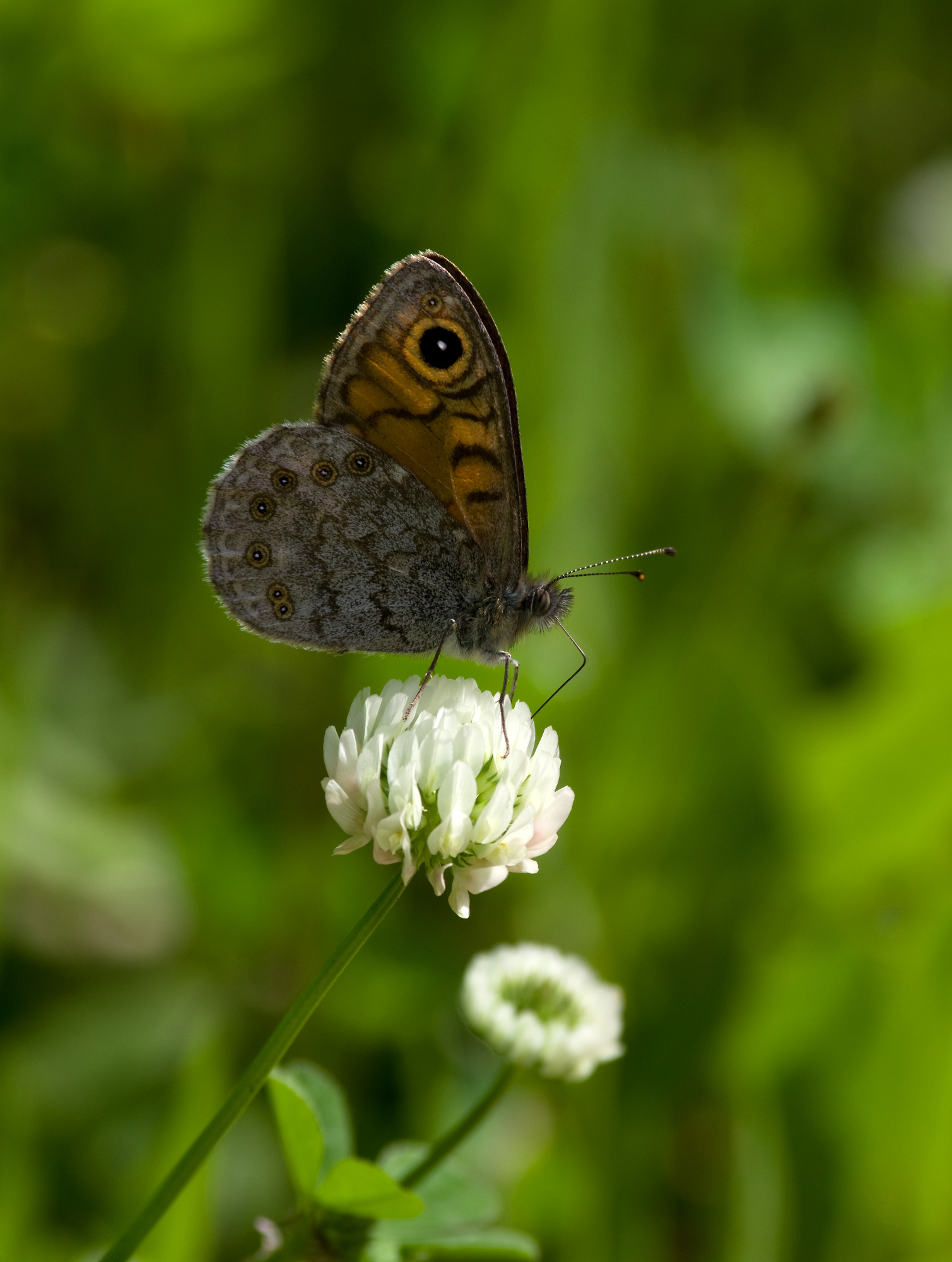 Wall Brown