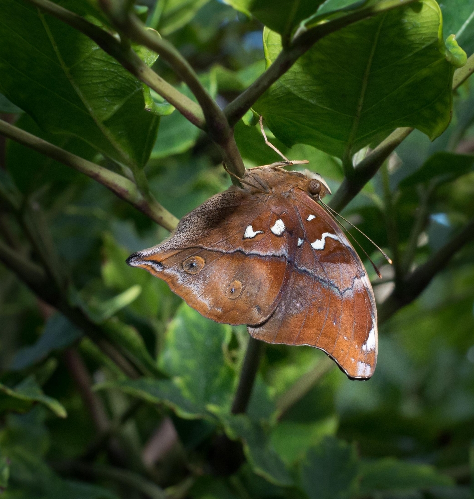 Autumn Leaf Butterfly