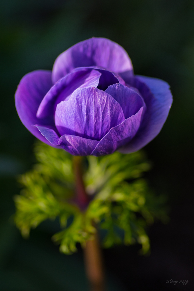 Easter anemone