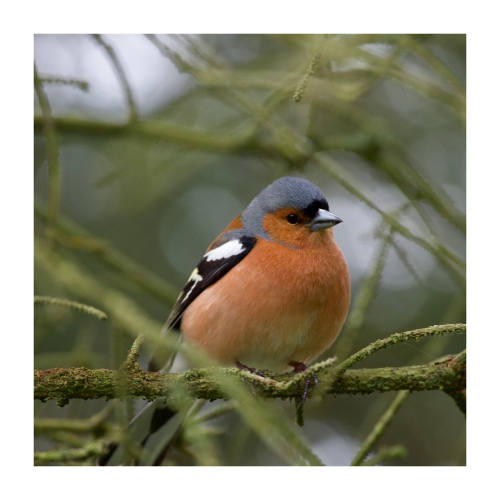 MR Chaffinch