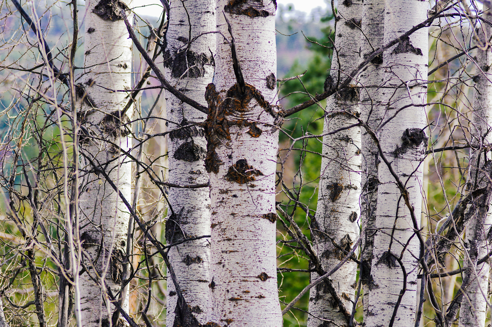 Over photographed trees