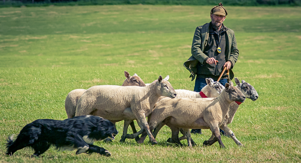 National Scottish Sheepdog Trails