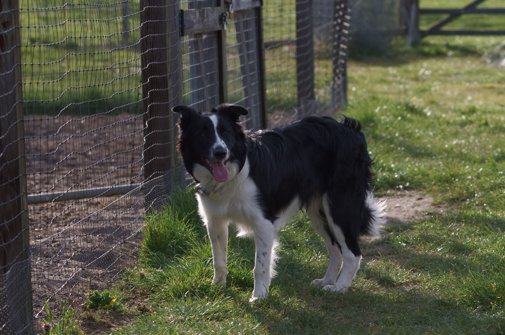 Sid the Collie