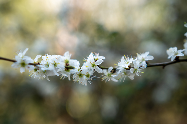 2021 blossom