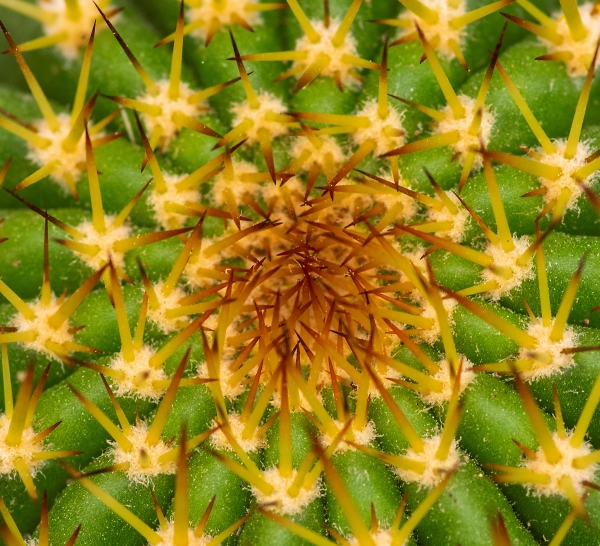 Cactus