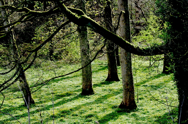Enchanting Woods