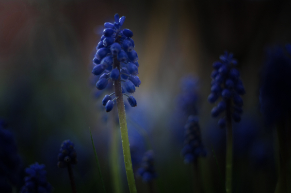 Grape Hyacinth