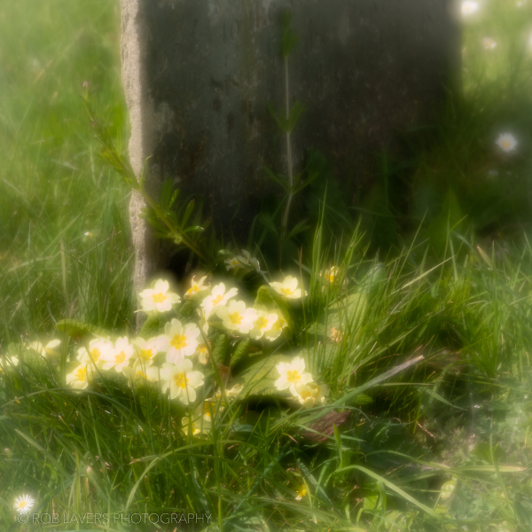 In a country churchyard