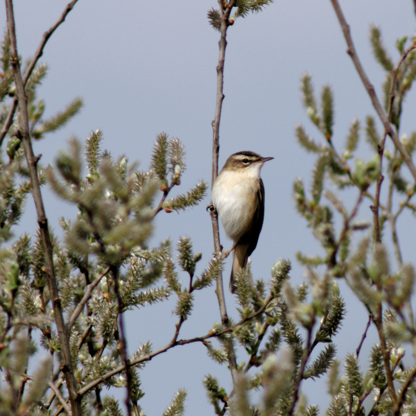 Sedge Warbler