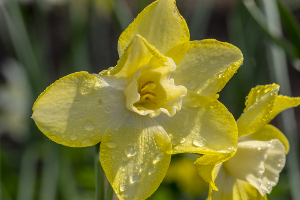 Spring Daff