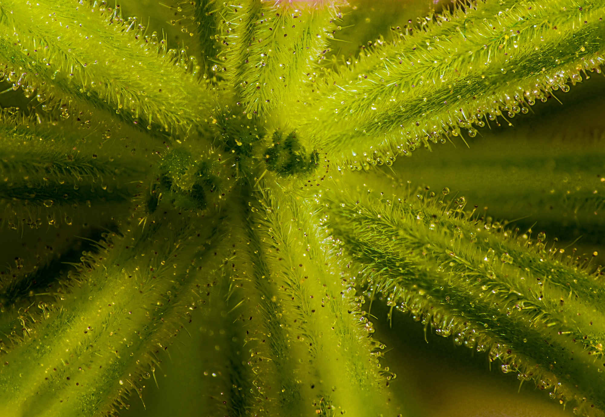 Inside the Vervain Flower