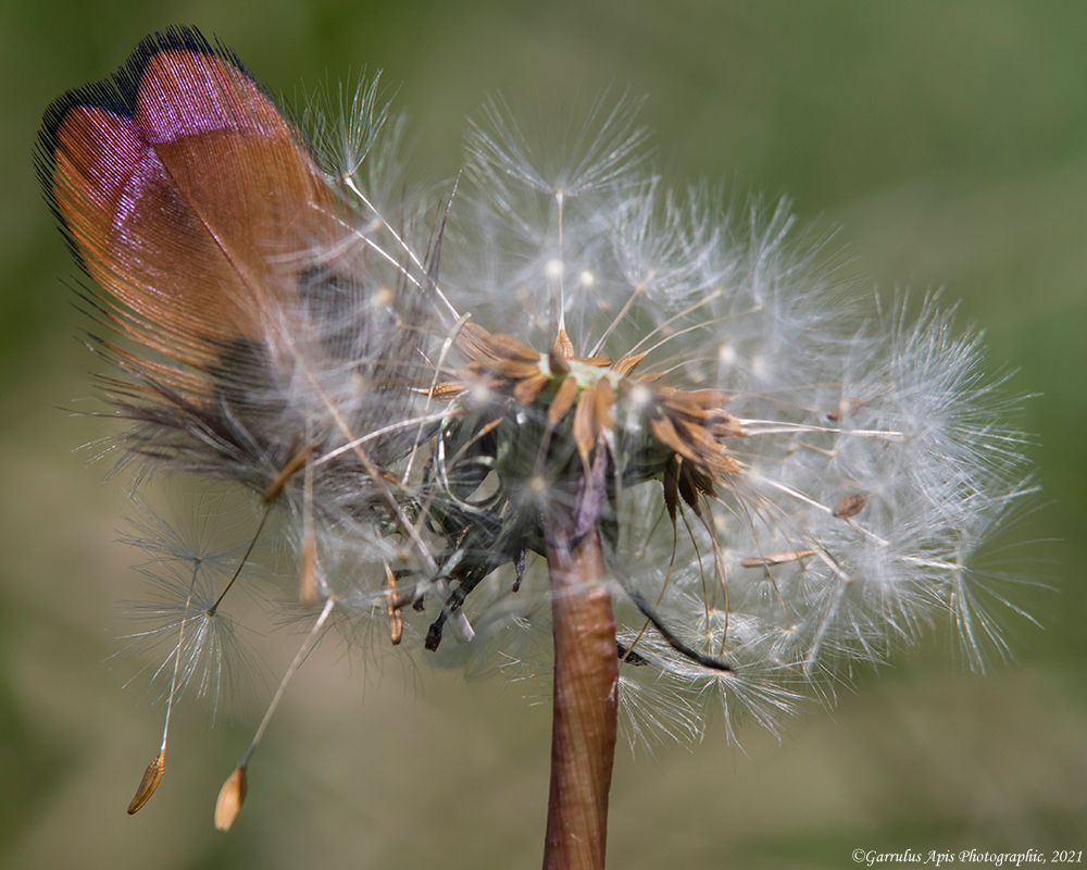 Feathered dandy goes to to seed