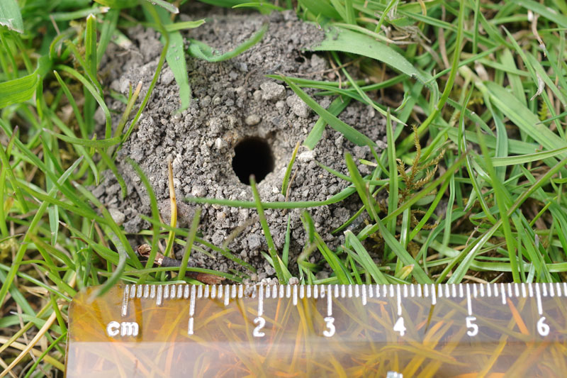 Hole in the lawn