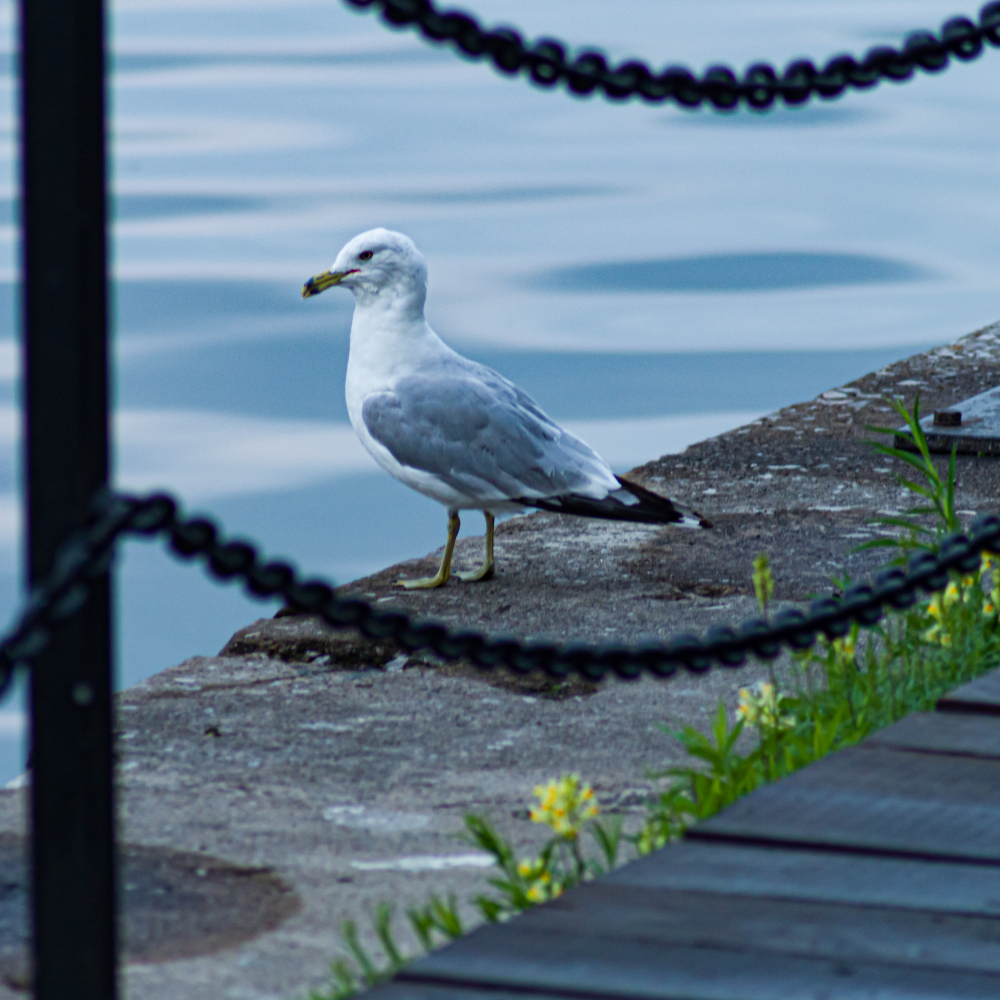 To Sea or Not to Sea---That is the Question