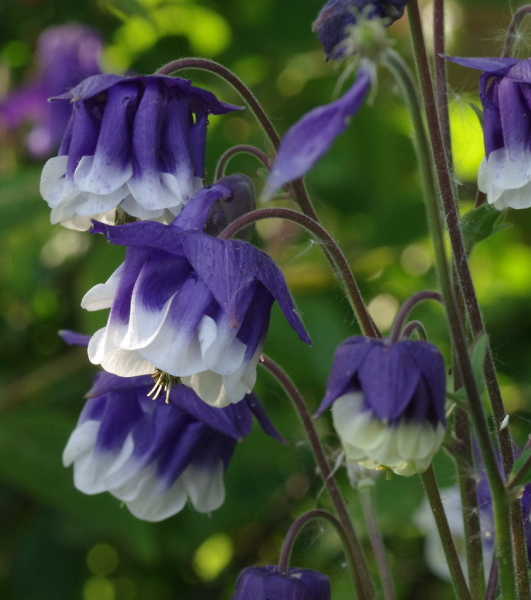 Aquilegia May '21