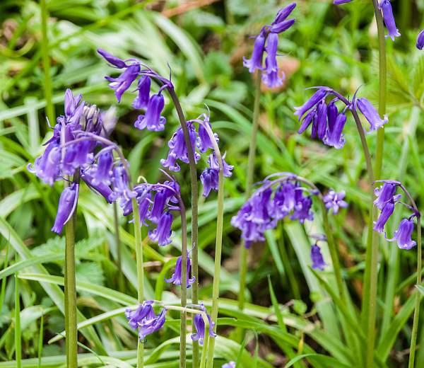 Bluebells