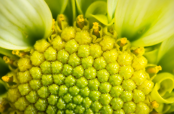 Daisy Pollen Buds Are Bursting