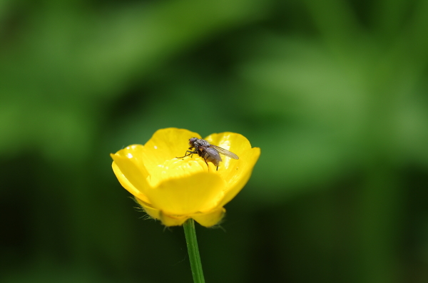 Fly on Marsh Marigold