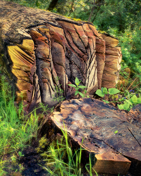 If You Go Down To The Woods Today...