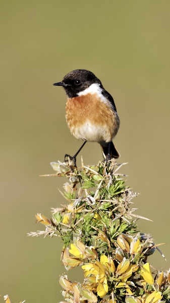 Male Stonechat