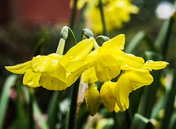 Pentax Narcissus