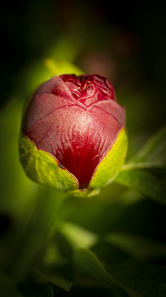 Peony Bud