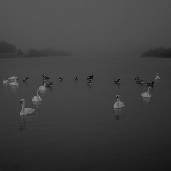 Swans and ducks QE II Park