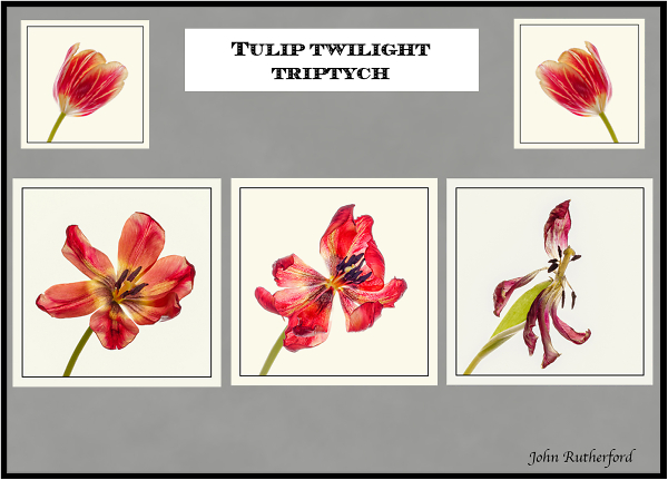 Tulip Twilight Triptych