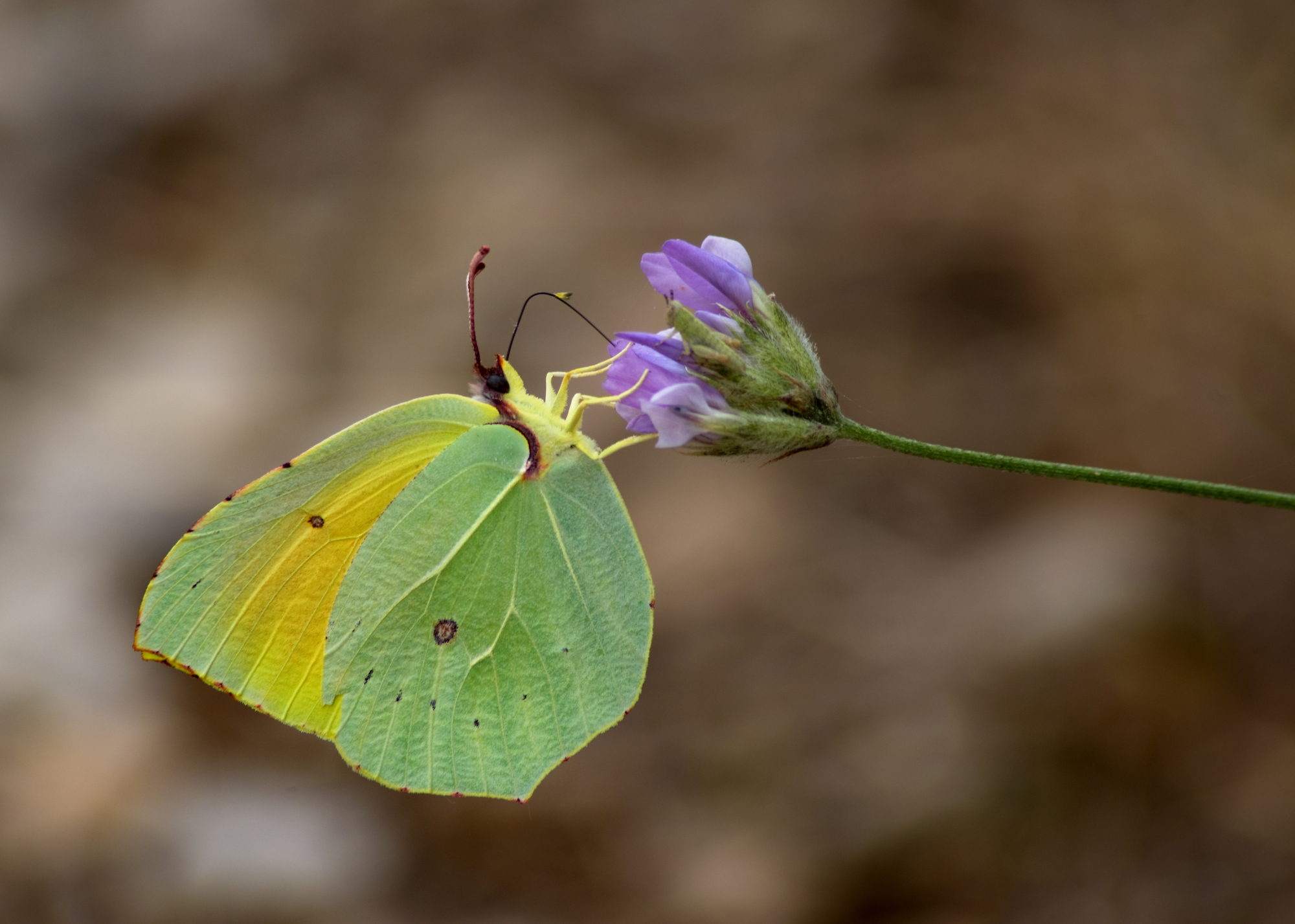 Cleopatra Butterfly Feeding on Nectar