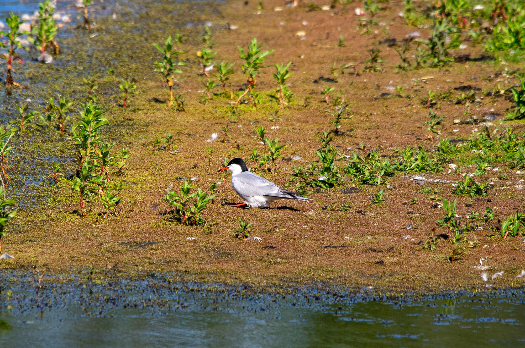 Common Tern