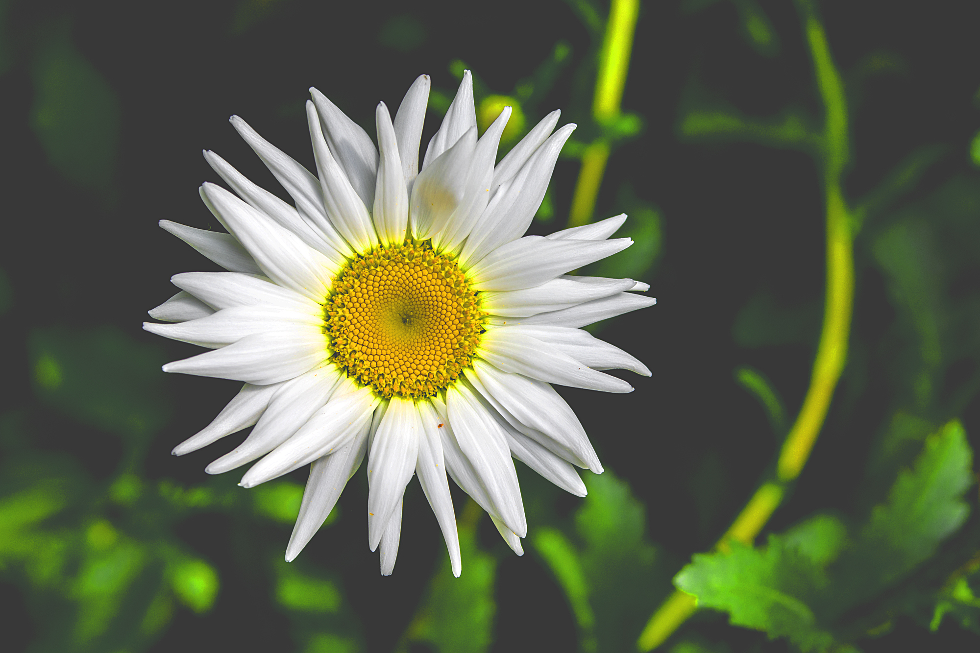 Oxe eye Daisy