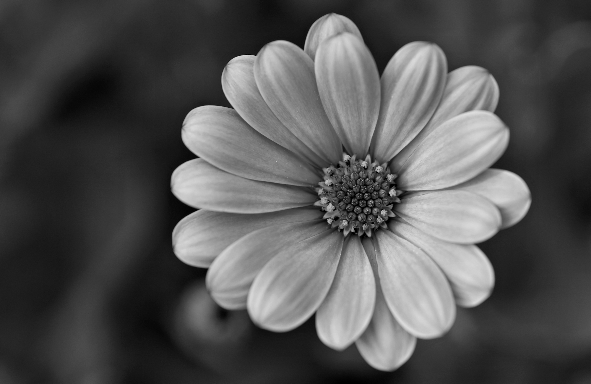 The Final Monochrome