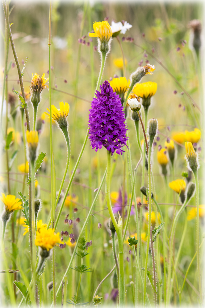 Chalk Meadow with Orchid