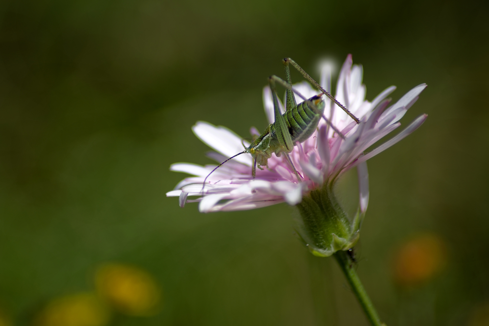 Cricket in a Flower